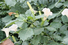 Datura stramonium